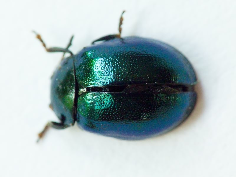 Plagiodera versicolora (Laicharting, 1781)